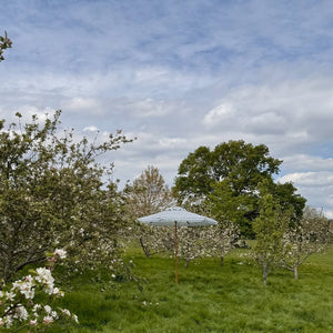 blue and white parasol in an orchard